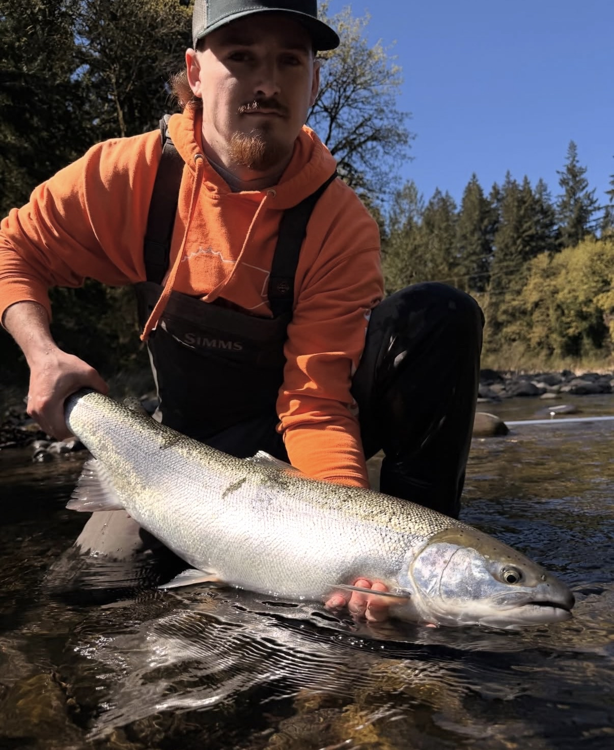 Guide holding a chrome summer steelhead in a river
